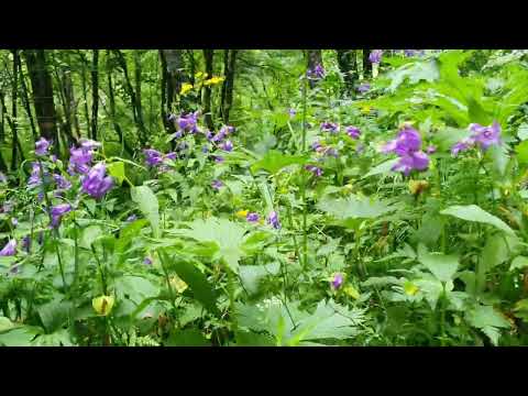 Видео: Северная Осетия,Дигория. Кубуская кругосветка,ледник Тана