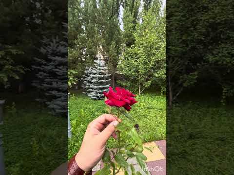 Видео: Есіңе ал. Аят