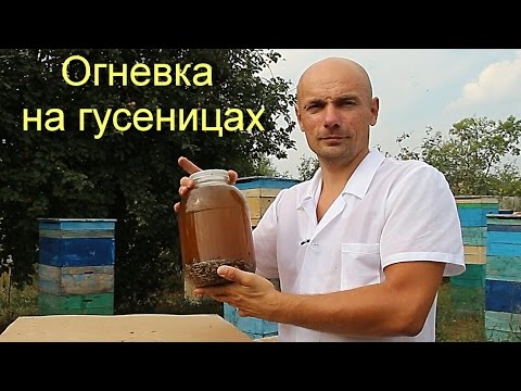 Видео: Восковая моль или огневка пчелиная.