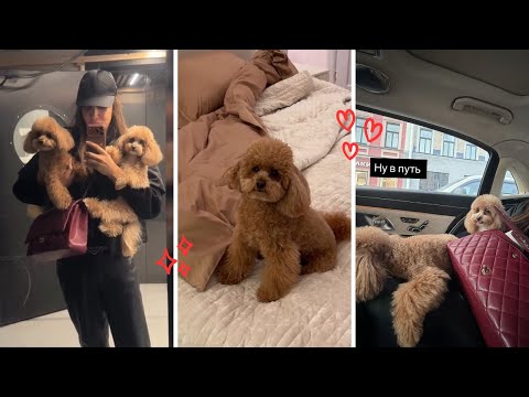 Видео: Жидковский сторис. Миша и Стеша дома