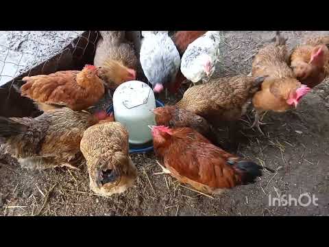 Видео: Всех кормлю. Никого не режу. Проведал леггорнов.