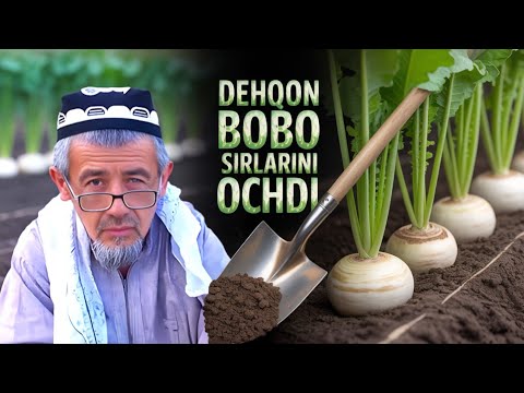 Видео: DEHQON BOBO SIRLARINI OCHDI| SHOLG'OM #2 | посадка репы |HOW TO PLANT TURNIP