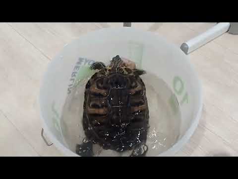 Видео: А вот и мы! Всем большой привет! Как дела у Зайки и остальных наших питомцев💐💐💐