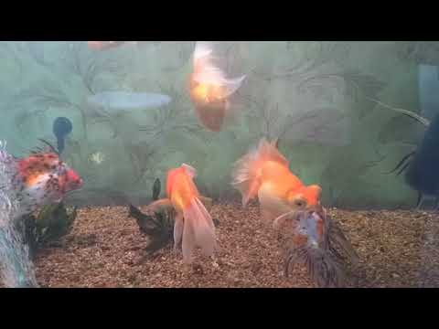 Видео: Особенности золотых рыбок!