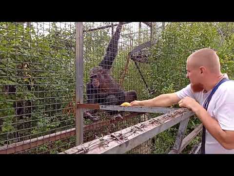 Видео: Тайган,Еноты Полоскуны и братан 