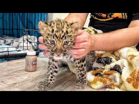 Видео: Леопардику Хану ЛУЧШЕ, но состояние НЕ СТАБИЛЬНО! Он обянан поправиться. СПАСИБО за поддержку 🙏🏽