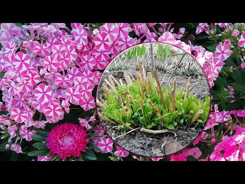 Видео: ФЛОКСЫ ВЕСНОЙ. РАЗМНОЖЕНИЕ И ПОСАДКА ФЛОКСОВ.