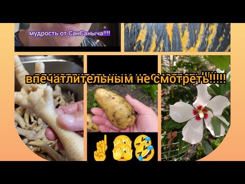 Видео: Урожай картошки! Кабачковая икра. Ужасное блюдо. Рецепт