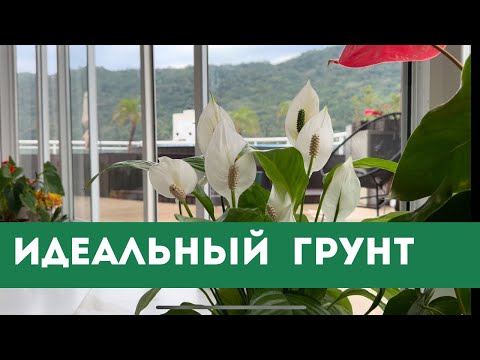 Видео: Идеальный Грунт для Спатифиллума