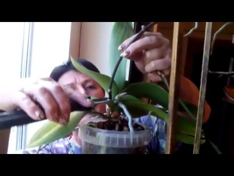 Видео: Черенкование орхидей (фаленопсис).Эксперимент