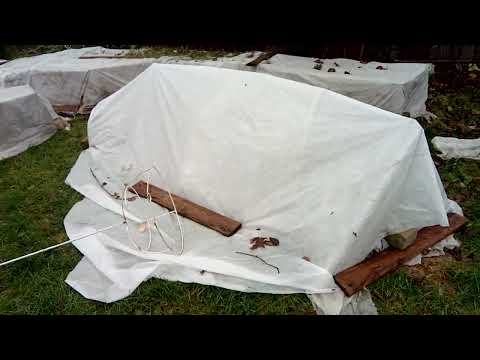 Видео: Розы.ЛМР.Последние укрытия.Уход без фанатизма.