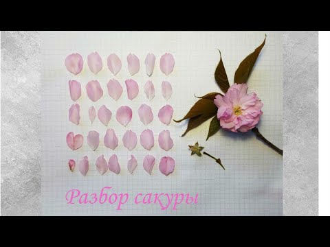 Видео: Разбор сакуры