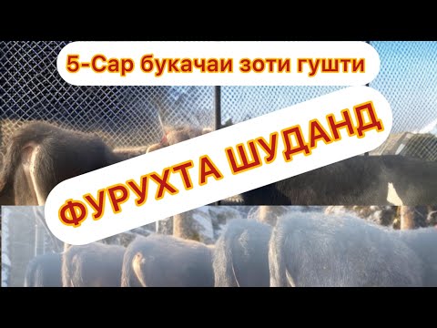 Видео: 😱😱😱 АКЦИЯ ФАКАТ УСПЕТ КУНЕД 5-Сар букачаи зоти гушти 