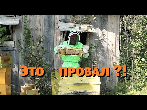 Видео: Чёрная полоса продолжается - теперь и на пасеке!