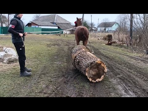 Видео: 📸 ГАРНИЙ ЛОШАК🔥ТА ГАРНА ПРОБА КОБИЛИ💣 ТРАКТОР НА ПРОДАЖ 💰🎯