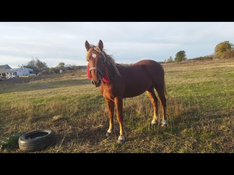 Видео: ЛОШАДИ🐎ЖЕРЕБЧИК БРАСЛЕТ НА ПРОДАЖУ