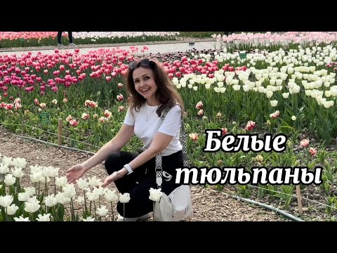 Видео: БЕЛЫЕ  ТЮЛЬПАНЫ 🌷Музыка: Виктор Могилатов, слова: Антон Бикбаев (SEVENROSE) исп.: Наталья Дозорова