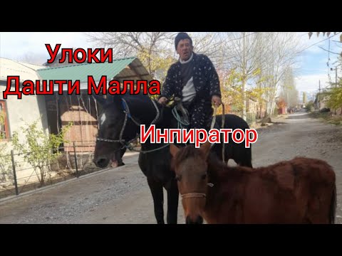 Видео: Бузкаши дашти малла 23 11 2024.