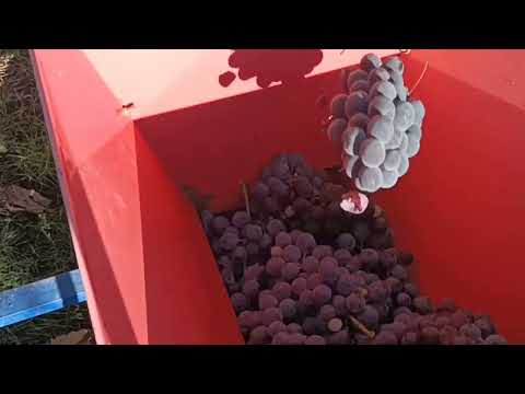 Видео: MySvit@ Приготування домашнього вина/Making homemade wine 2025.10.20.
