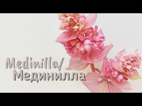 Видео: МЕДИНИЛЛА ИЗ БУМАГИ/ MEDINILLA OF PAPER