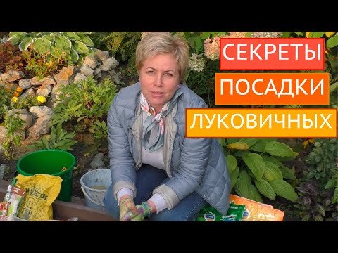 Видео: САЖАЕМ  ЛИЛИИ, ТЮЛЬПАНЫ,РЯБЧИКИ,НАРЦИССЫ, КРОКУСЫ. ПОСЛЕ ТАКОЙ ПОСАДКИ МЫШИ ВАМ НЕ СТРАШНЫ!