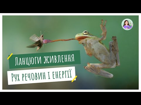 Видео: Ланцюги живлення. Кругообіг речовин і потік енергії в екосистемі