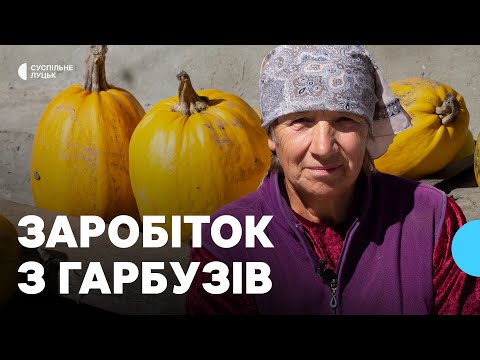 Видео: Як на Волині заробляють на гарбузах