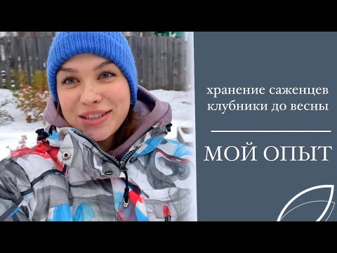 Видео: Как я буду хранить саженцы клубники🍓 зимой❄️