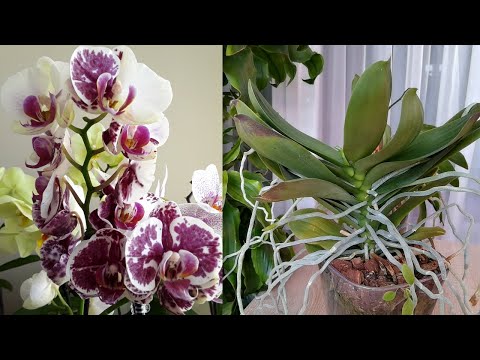 Видео: "Ушатом по башке" Жируют НЕ жируют орхидеи.