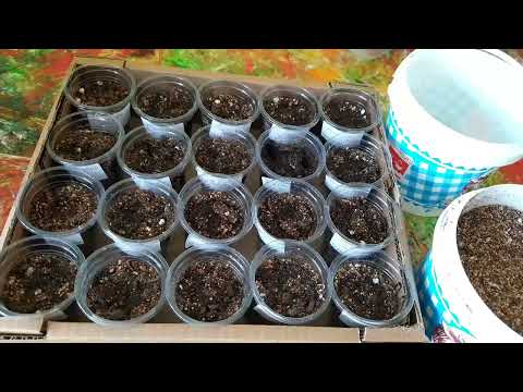 Видео: ОБЕЗЗАРАЖИВАЮ и САЖАЮ  ТОМАТЫ на рассаду 2024 год