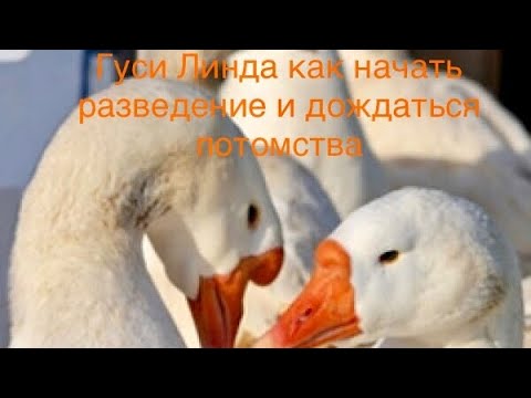 Видео: Как начать разведение гусей и дойти до формирования потомственного стада