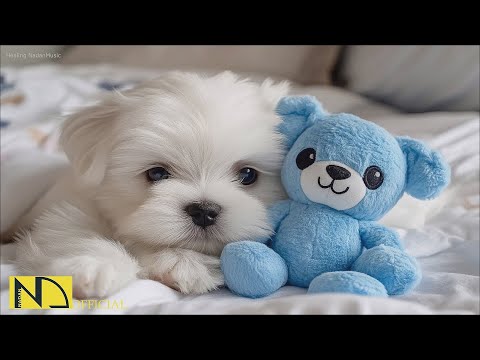 Видео: 20 часов любимой музыки собак🐶💖Музыка для сна собак 🐶🎵 Музыка для снятия беспокойства при разлуке🎵