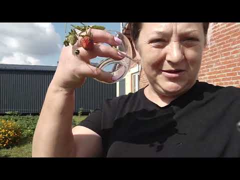 Видео: Урожай  зеленых помидор.Сибирь 2025 Высаживаю клубнику Мурано.