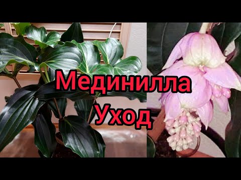 Видео: Мединилла. Уход, полив, удобрение в домашних условиях.