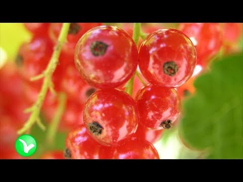 Видео: Красная СМОРОДИНА – Польза и Вред. Вы  знаете???  Как правильно употреблять смородину?