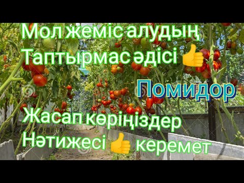 Видео: Бұндайда әдістері бар екен. Помидор көшетін отырғызу