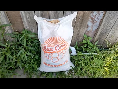 Видео: Самогонщики. Самогон из кукурузы. White dog.