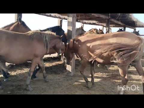 Видео: Я в степи управляюсь. 