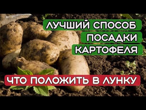 Видео: Посадка картофеля.Что положить в лунку при посадке картофеля. Самый лучший способ посадки картофеля.