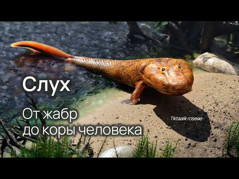 Видео: Слух: нейробиология и эволюция