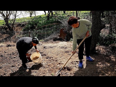 Видео: Կարտոշկեն Ցանեցինք - Աստված ՄԻՆԸ ՀԱԶԱՐԸ ՇԻՆԻ - Посадили Картошку - Շամշադինի Համը  - Шамшадин