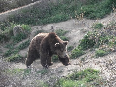 Видео: Мечка нападна човек - Новините на Нова (22.09.2015г.)