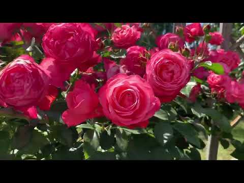 Видео: Зон отдыха мало не бывает