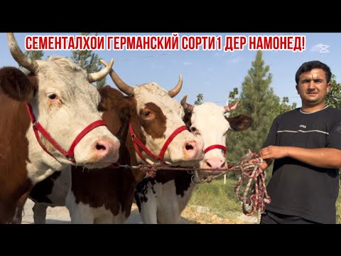 Видео: Сементалҳои ГЕРМАНСКИЙ АЗ АЪЗАМЧОН 15 сентября 2025 г.