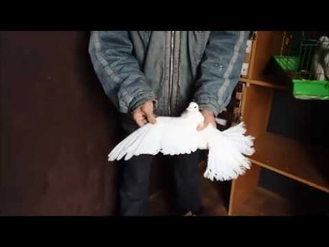 Видео: Заселяем голубей в новую голубятню. Пермские гривуны, чисто белые и мазаные. Вторая комната готова.