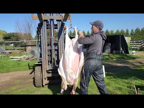 Видео: Снятие шкуры с ягненка с помощью сжатого воздуха