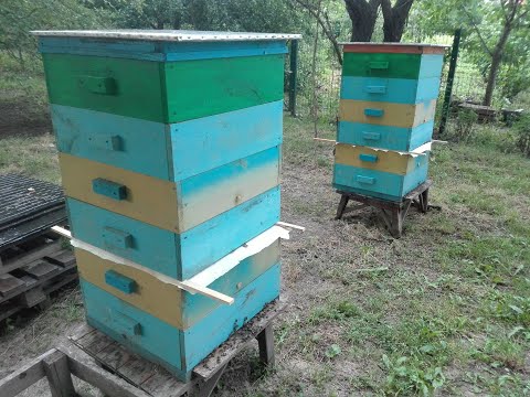 Видео: ДЕЛАЕМ МЕДОВИК из двух пчелосемей. Create a large bee family