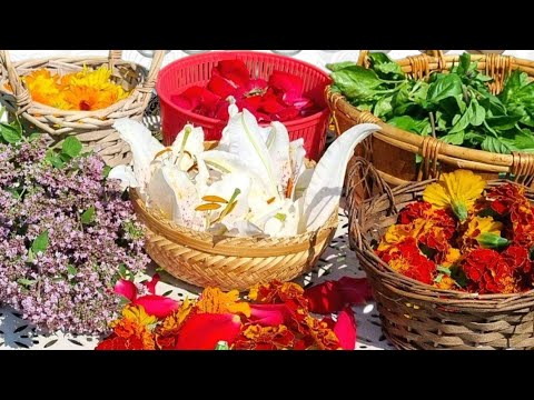 Видео: Ароматические масла, настойки на зиму. Будем делать, лосьоны, маски, кремы для лица и тела.