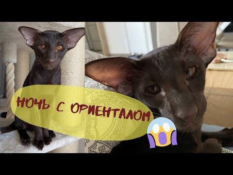 Видео: Кошачьи разборки🐈l Кот Ориентал l Смешные коты