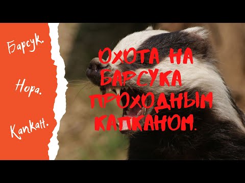 Видео: Охота на барсука проходным капканом  1 серия
